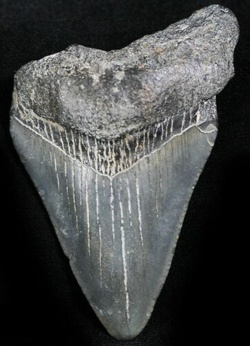 Bargain Juvenile Megalodon Tooth - South Carolina #27739